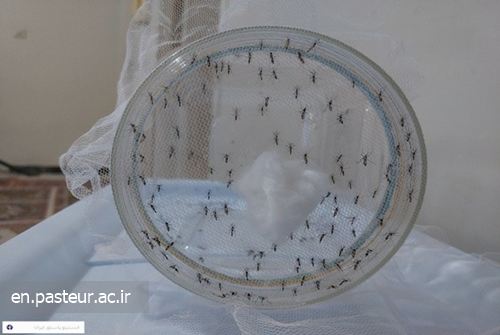 Field Monitoring and Sampling of the Native Dengue Vector were Conducted by Pasteur Institute of Iran’s Researchers